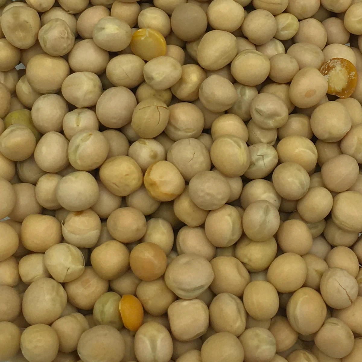 VERSELE-LAGA Erbsen Gelb - Versele 25kg 3 VERSELE-LAGA Erbsen Gelb - Versele 25kg