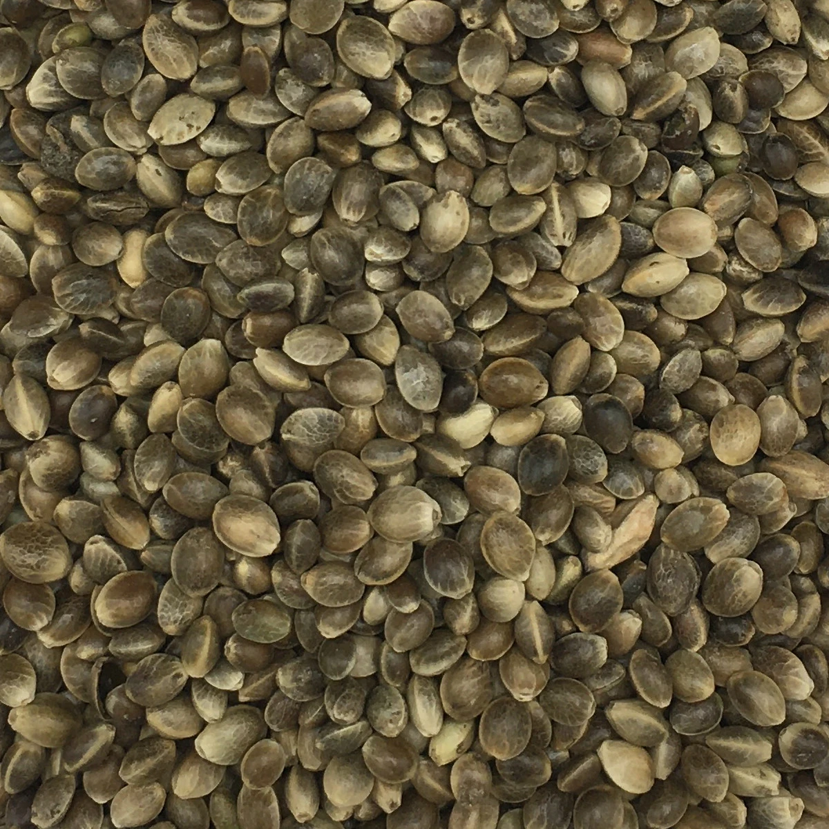 Hanfsaat Mittel - Gladen 20kg