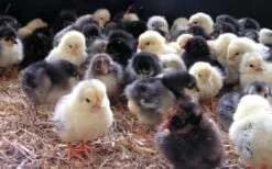 Havens Start-Premium - Kükenkorn 25kg 7 Havens Start-Premium - Kükenkorn 25kg -Haustierprodukte kken