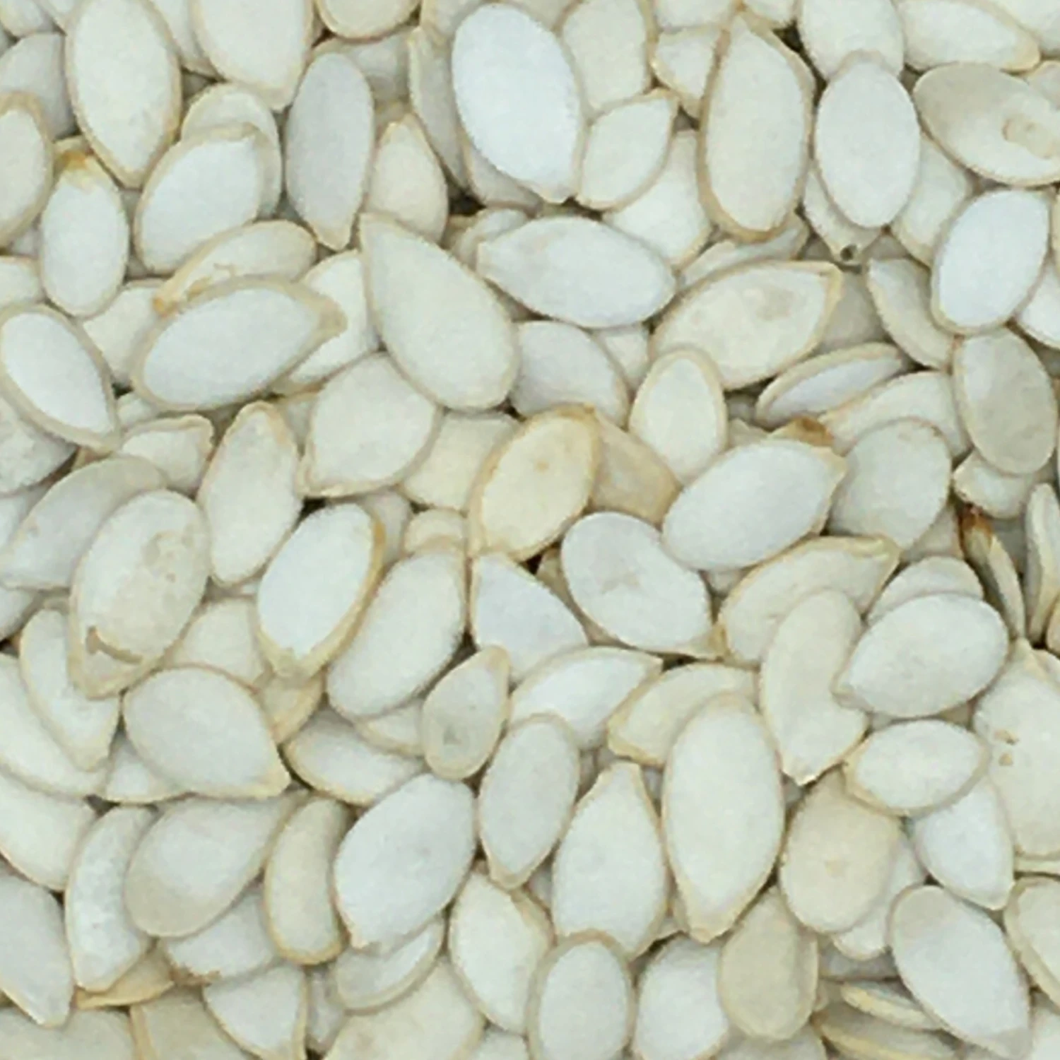 Kürbiskerne Weiß - Gladen 2,5kg 3 Kürbiskerne Weiß - Gladen 2,5kg