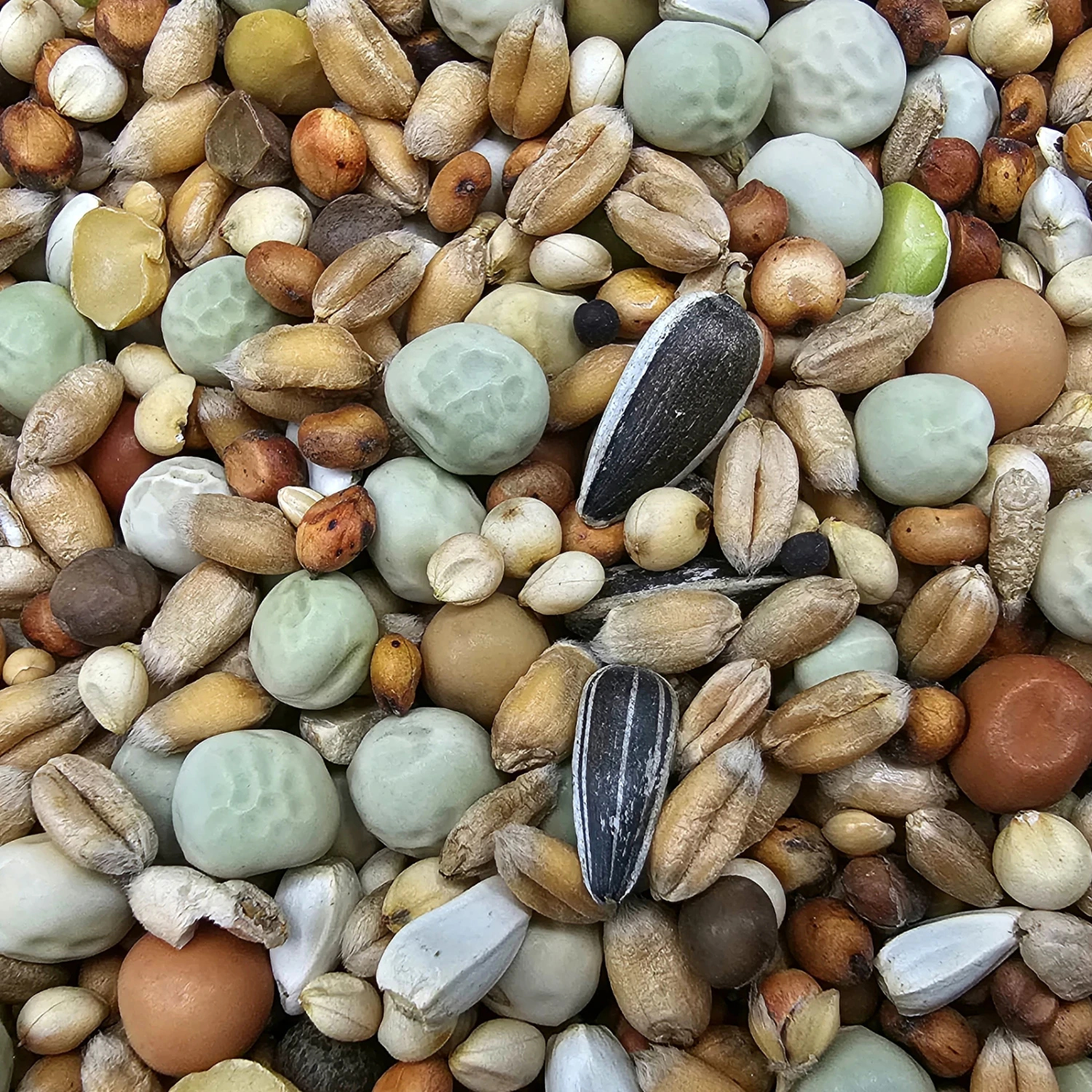 Paloma Nr.48 Super Zucht U. Jungt. Ohne Mais 25kg 3 Paloma Nr.48 Super Zucht U. Jungt. Ohne Mais 25kg