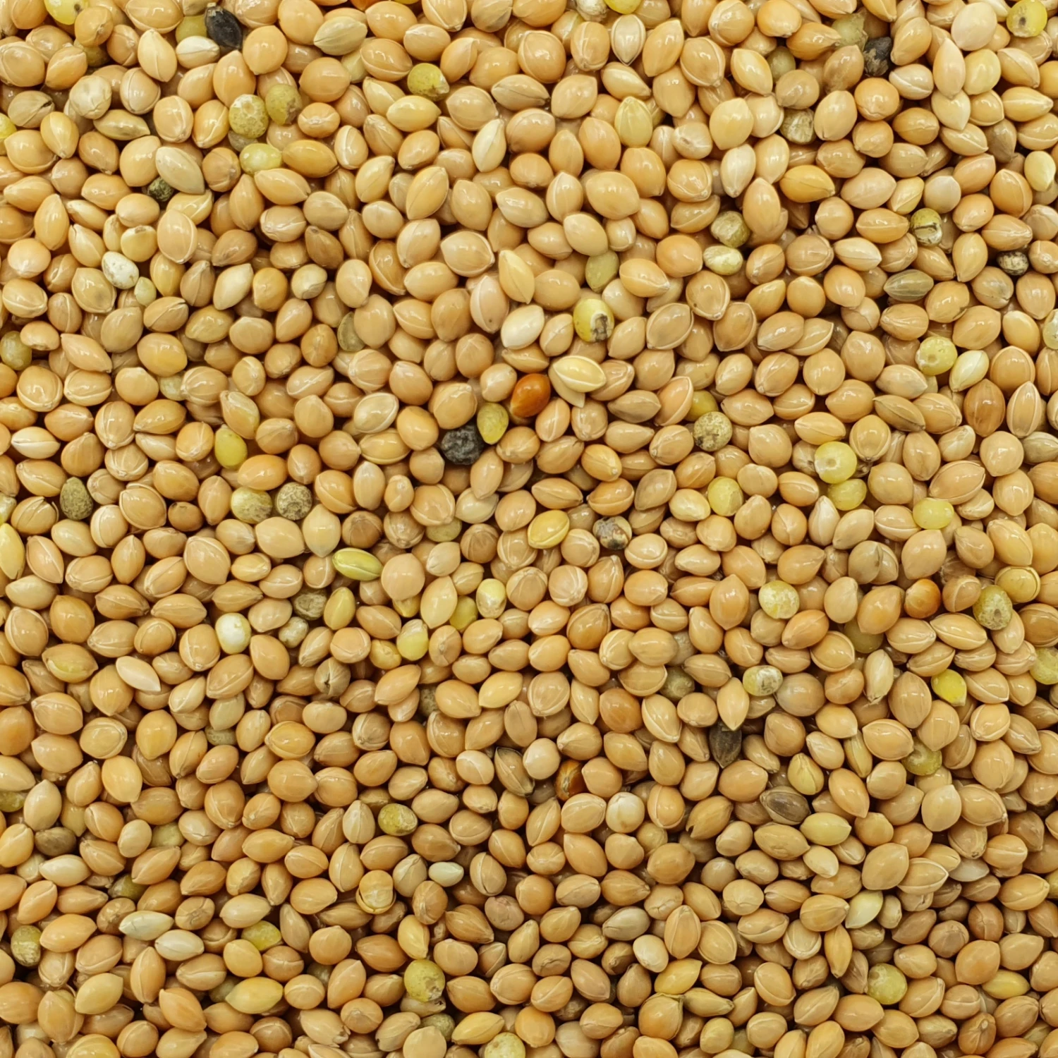 VERSELE-LAGA Hirse Gelb Plata - Versele 25kg 3 VERSELE-LAGA Hirse Gelb Plata - Versele 25kg